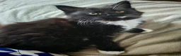 Mixed Breed cats for sale: 5 Female Kittens - Advert 4