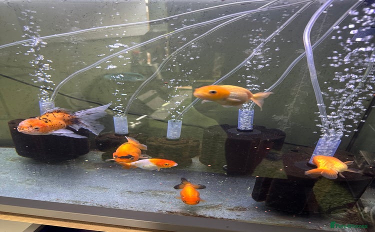Fancy Goldfish fish - Advert 2