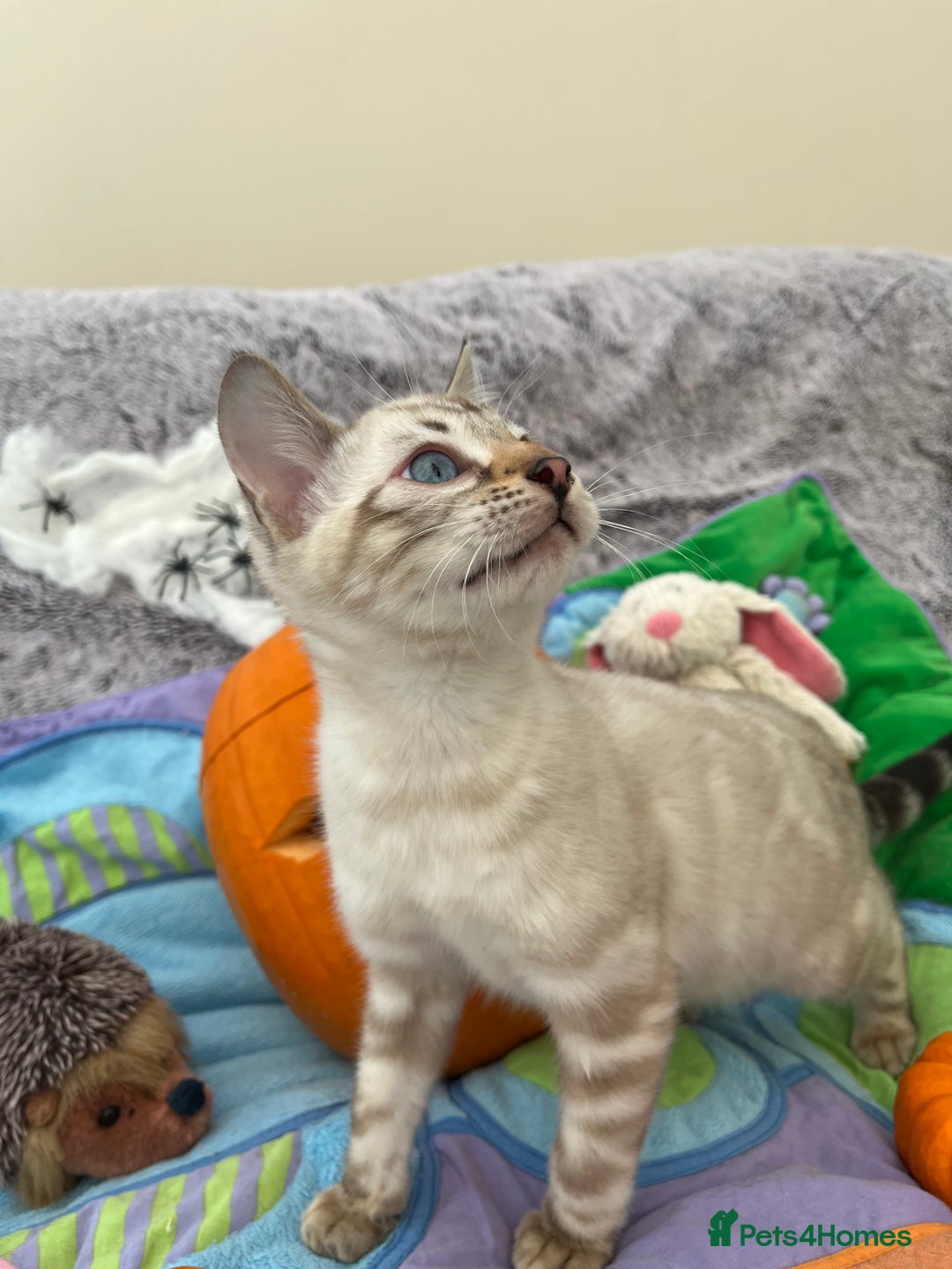Bengal cats for sale: OUTSTANDING TICA reg BENGAL KITTENS - Image 7