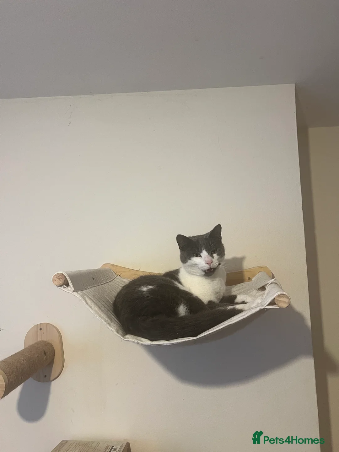 Mixed Breed cats for sale: We Adopt all cats and kittens 🤩 in Tewkesbury - Advert 3