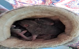 Rat rodents for sale: Mixed Litter for sale! - Image 6