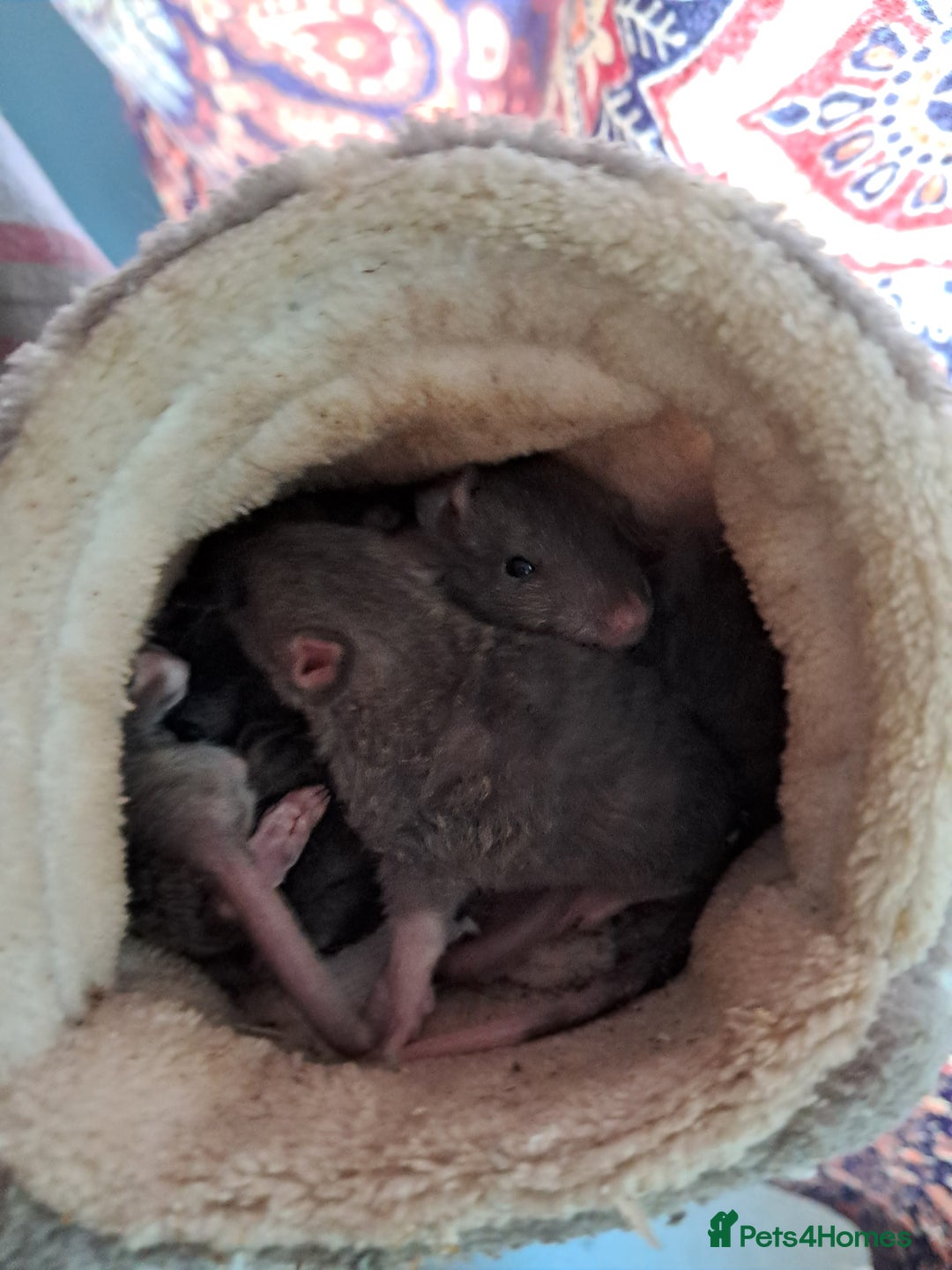 Rat rodents for sale: Mixed Litter for sale! - Image 6