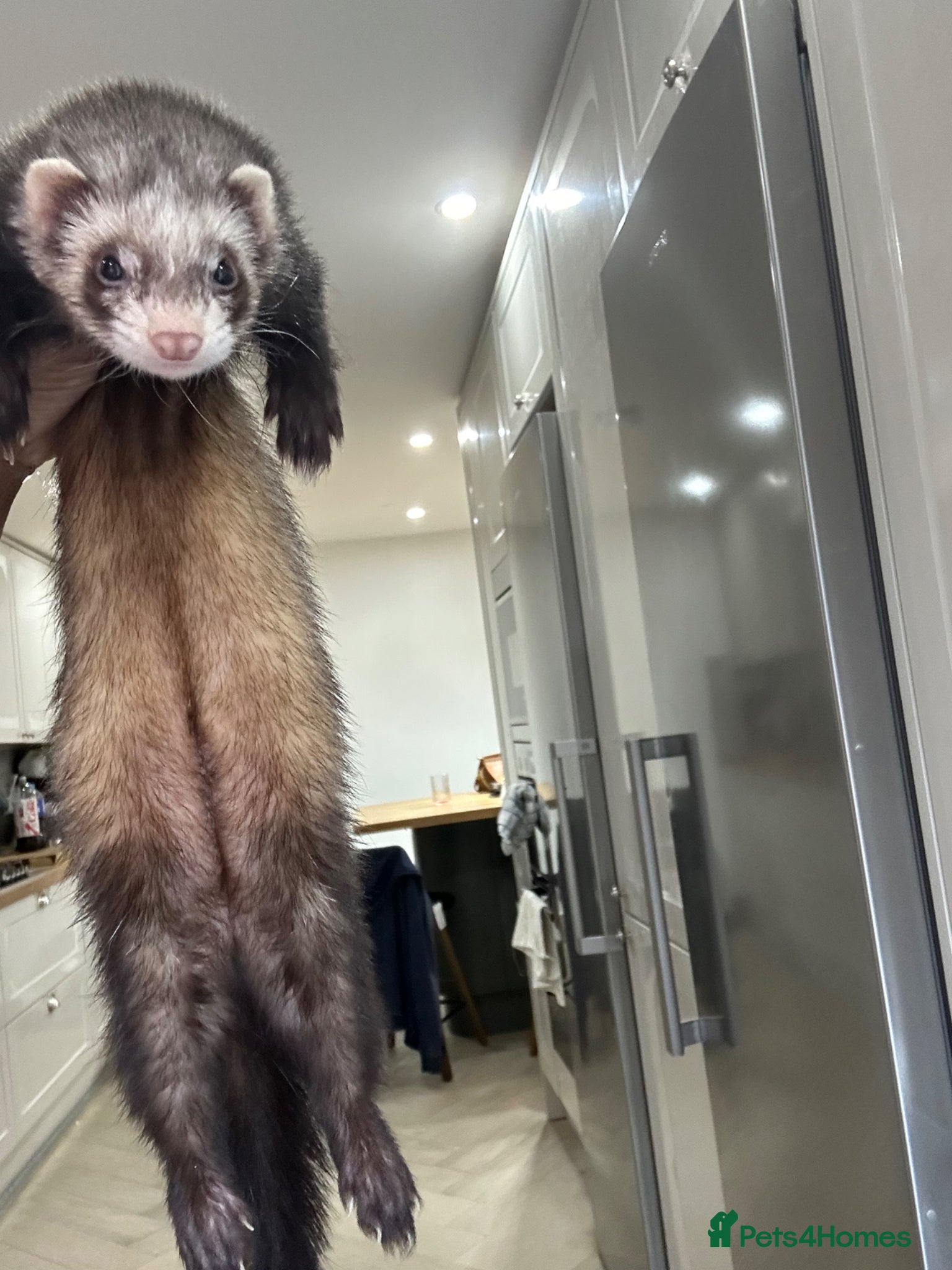 Ferret rodents Standard female ferret for sale  - Advert 2