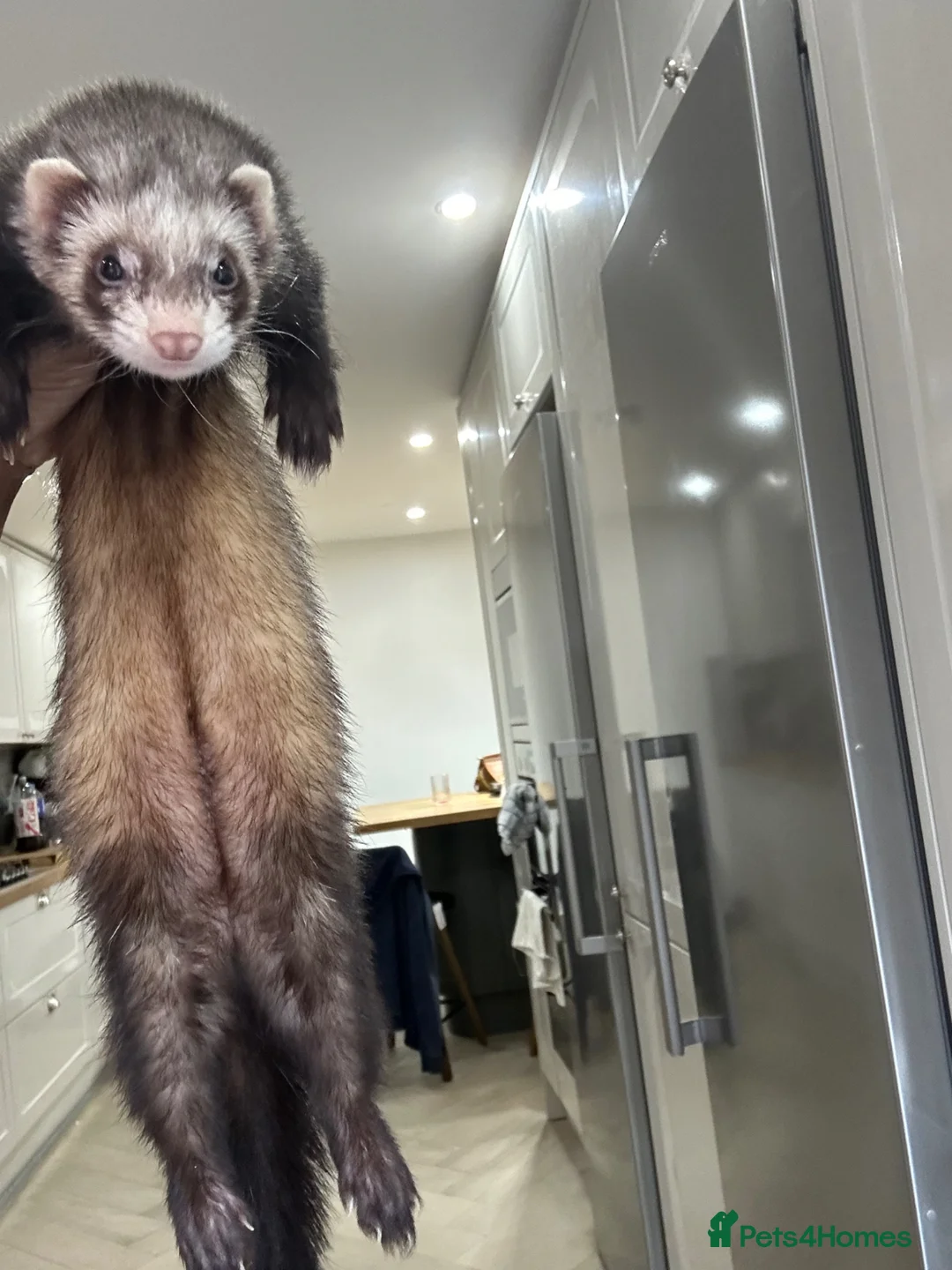 Ferret rodents for sale: Standard female ferret for sale  - Advert 2