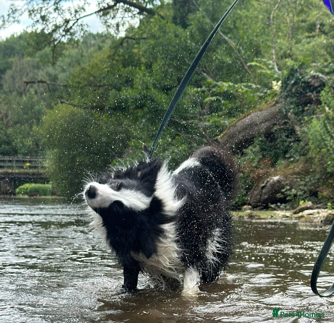 Border Collie dogs for sale: Border Collie for Rehome - Image 4