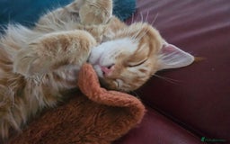 Maine Coon cats for sale: Male main coon - Image 1