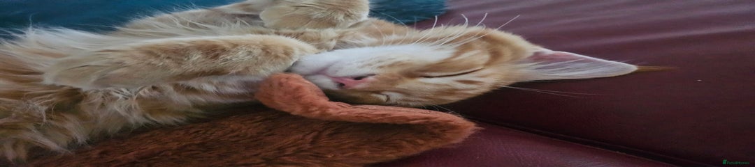 Maine Coon Kitten 1