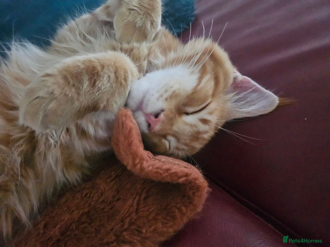 Maine Coon cats for sale: Male main coon - Image 1