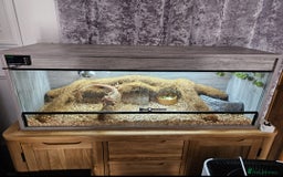 Bearded Dragon reptiles for sale: Beaded dragon - Image 5