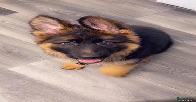 German Shepherd dogs - Advert 5