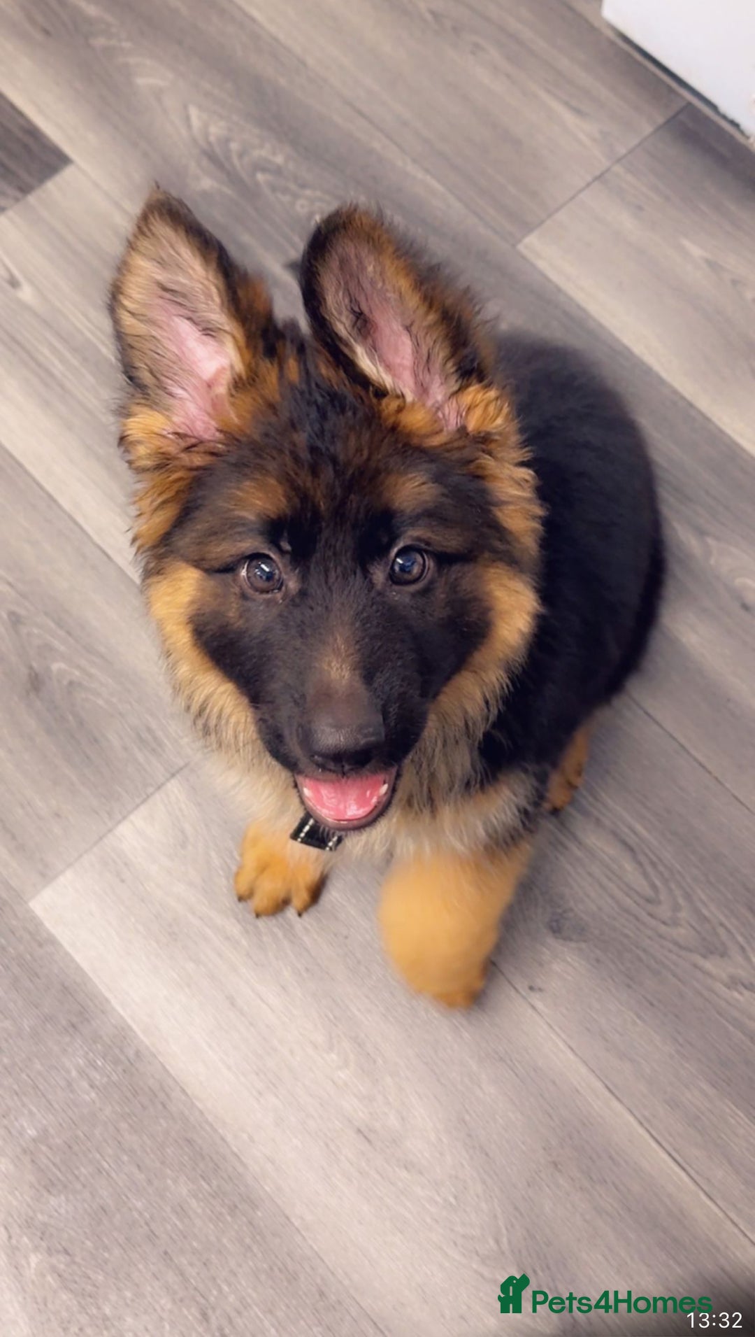 German Shepherd dogs for sale: Czech long hair German shepherd  - Image 3