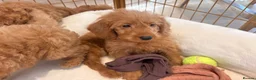 Labradoodle dogs for sale: LICENSED BREEDER HEALTH TESTED MINI LABRADOODLES - Advert 18