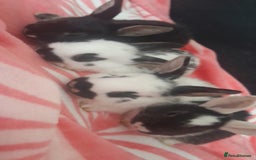 Mixed Breed rabbits for sale: 5 weeks old bunnies ready to go in October 14 - Image 1