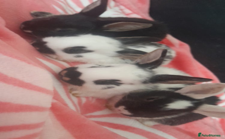 Mixed Breed rabbits - Advert 12