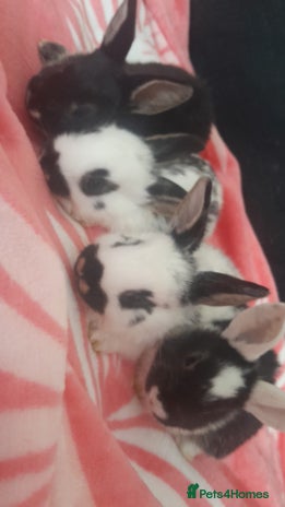 Mixed Breed rabbits - Advert 4