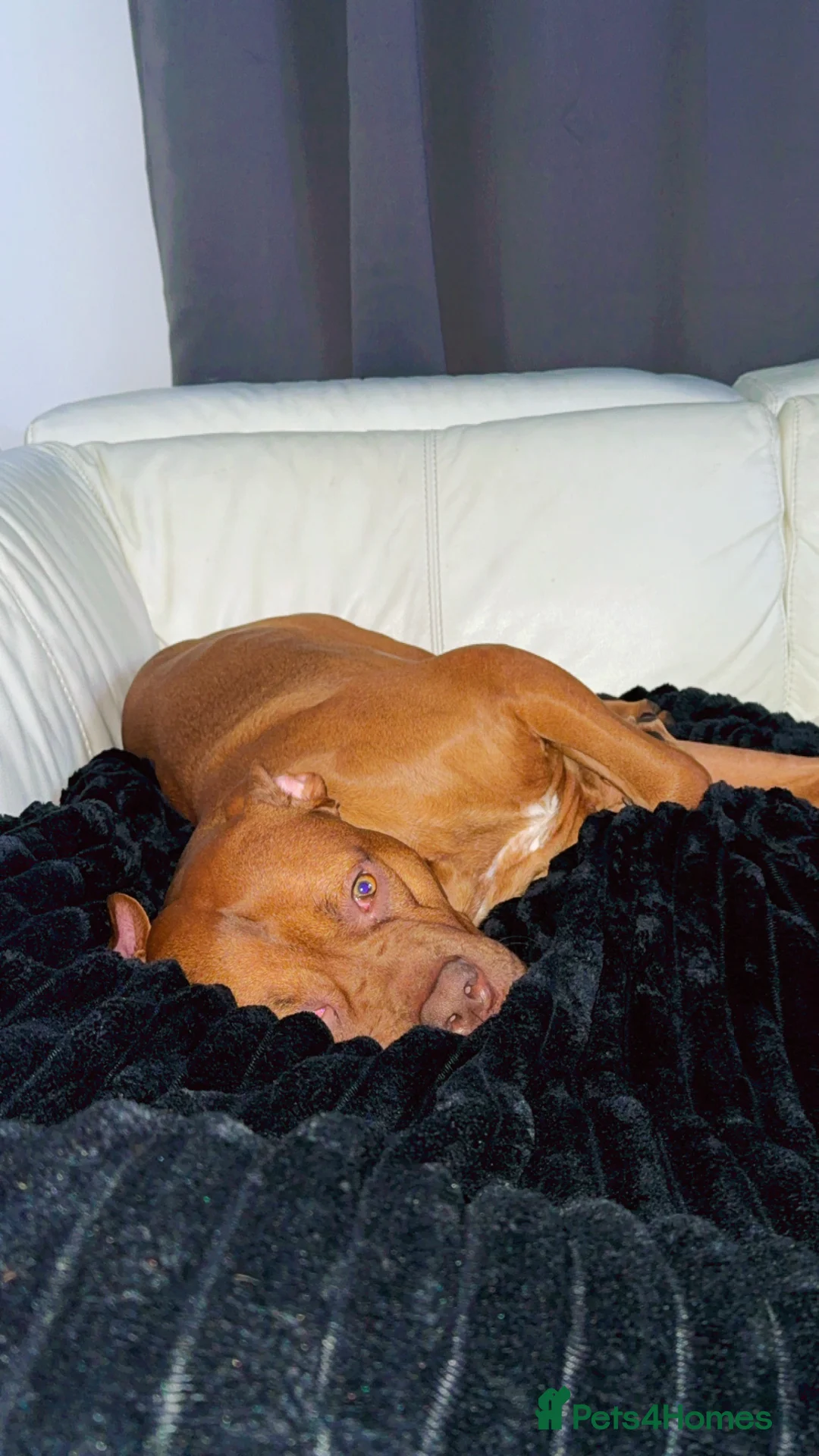 Mixed Breed dogs for sale: Reggie - Advert 1