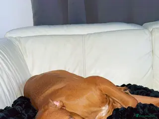 Mixed Breed dogs Reggie - Advert 1