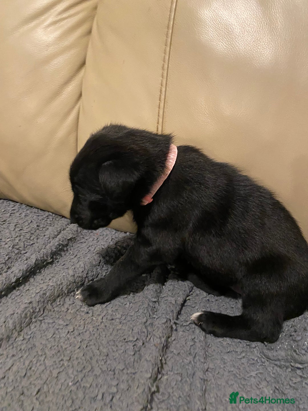 Belgian Shepherd Dog dogs for sale: Belgian Malinois puppies - Advert 20