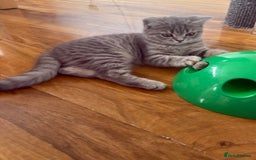 Scottish Fold cats for sale: Scottish fold kitten  - Image 8