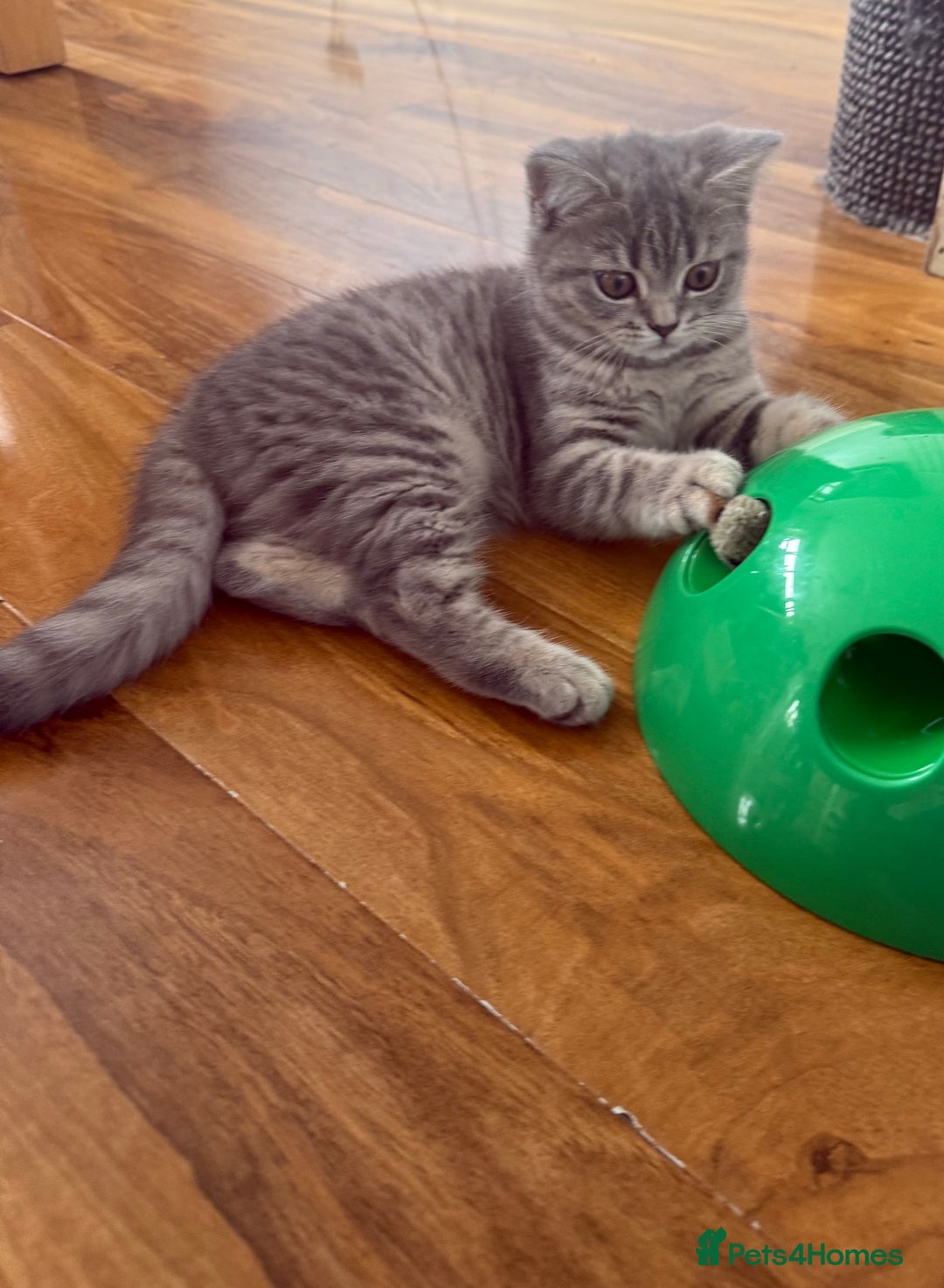 Scottish Fold cats for sale: Scottish fold kitten  - Image 8