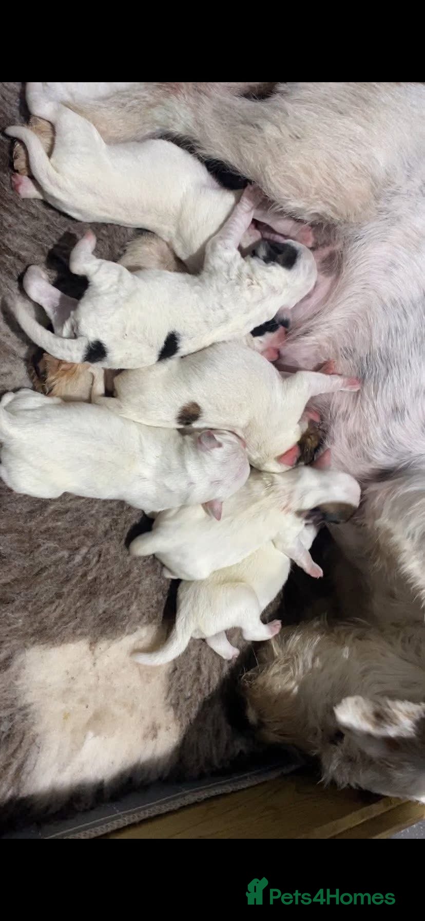 Parson Russell dogs Parson Pup - Advert 10