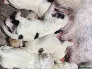 Parson Russell dogs Parson Pup - Advert 10