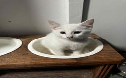 American Shorthair cats for sale: Kittens  - Image 2