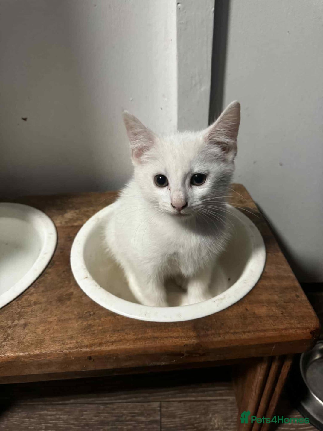 American Shorthair cats for sale: Kittens  - Image 2