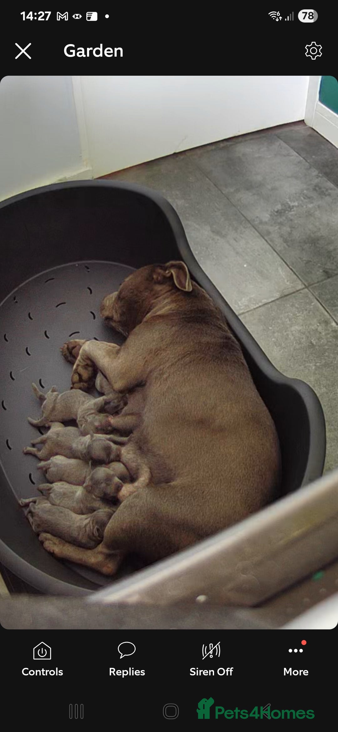 Staffordshire Bull Terrier dogs for sale:  Blue Staffy puppies for sale KC REGISTERED  - Image 39