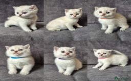 British Shorthair cats for sale: TICA Blue/gold/silver colourpoint - Image 1