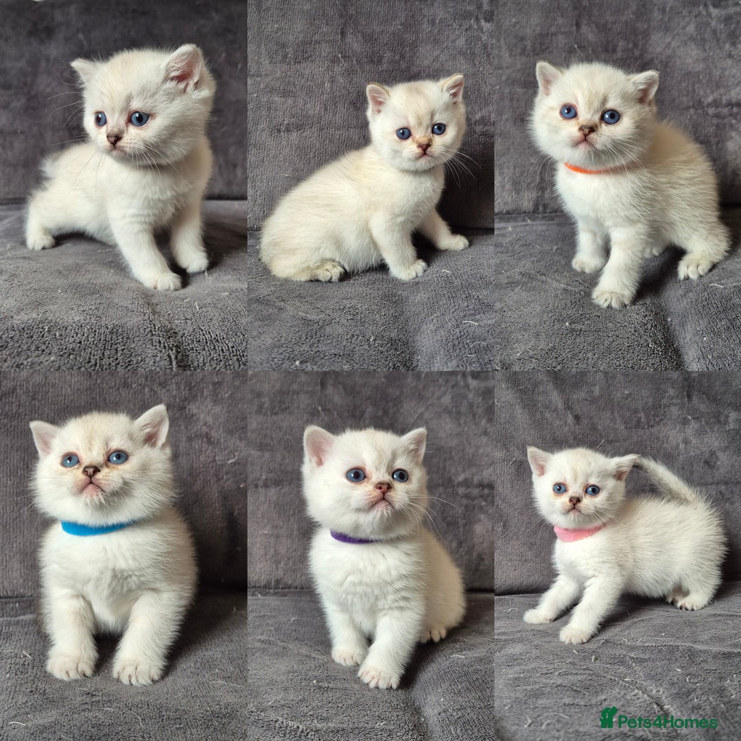 British Shorthair cats for sale: TICA Blue/gold/silver colourpoint - Image 1