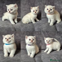 British Shorthair cats - Advert 1