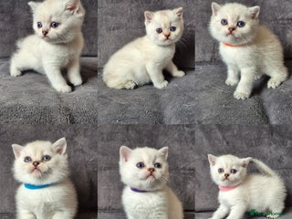 British Shorthair cats - Advert 36