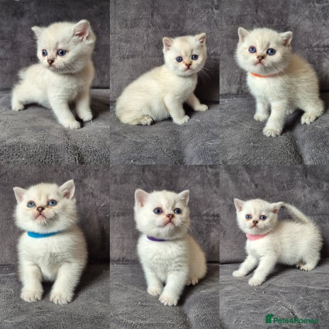 British Shorthair cats - Advert 1