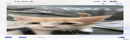 Turkish Angora cats for sale: Kitten for sale, make a good cat  in Macclesfield - Advert 2