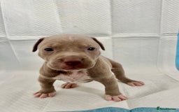 American Bully dogs for sale:  Medium Bully Puppies–XL are banned, these are NOT - Image 13