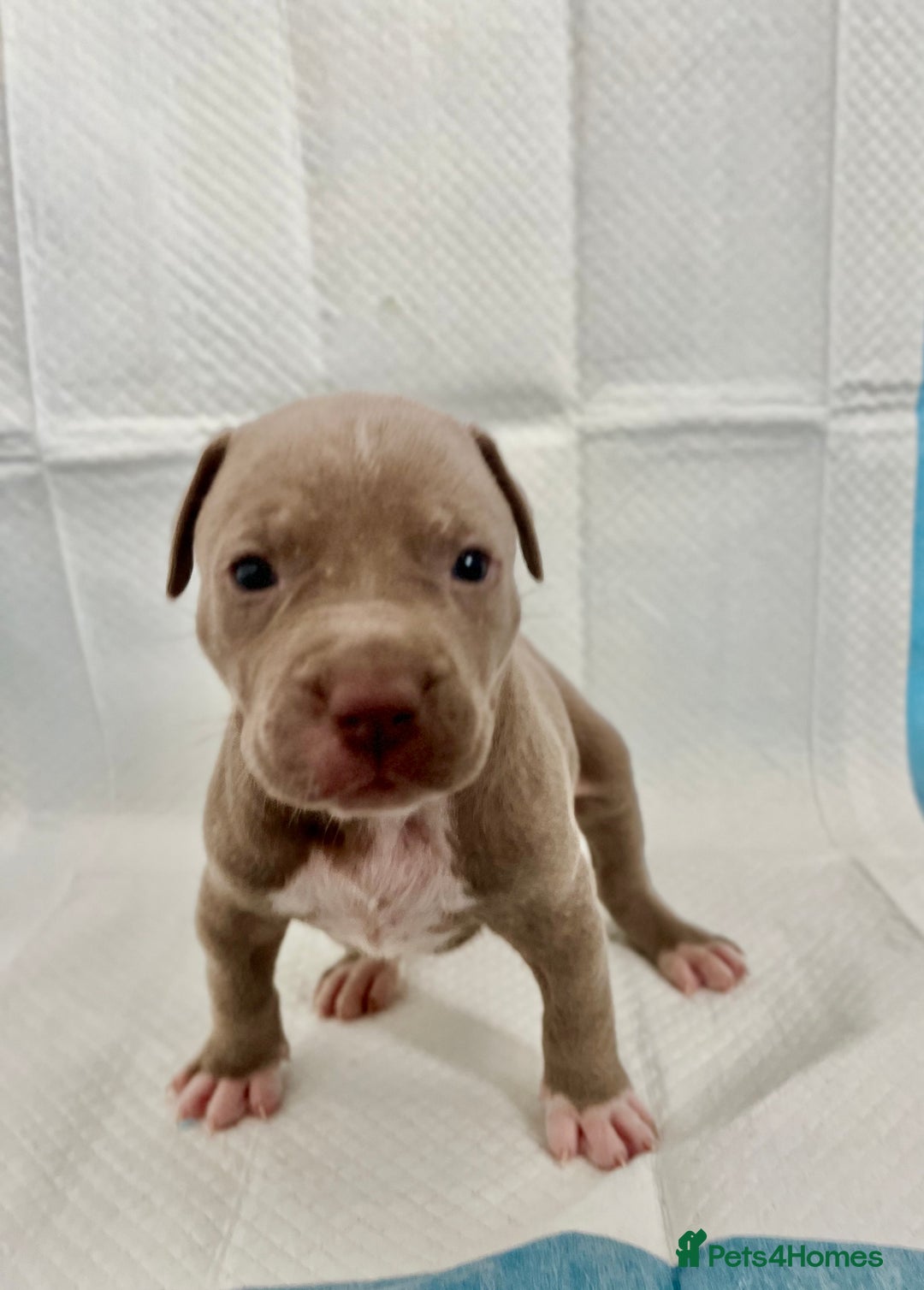 American Bully dogs for sale:  Medium Bully Puppies–XL are banned, these are NOT - Image 13