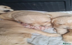 Golden Retriever dogs for sale: Golden retriever pups - Image 1