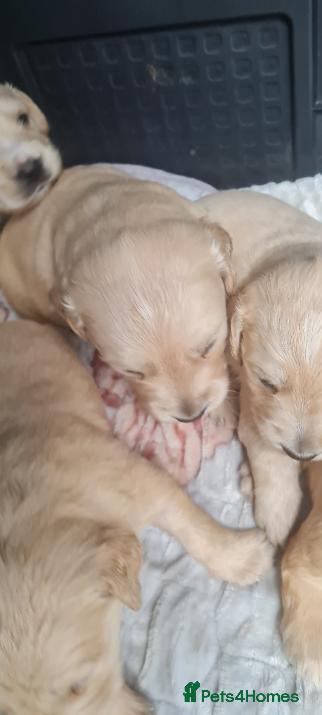 Golden Retriever dogs for sale: Golden retriever pups - Image 1