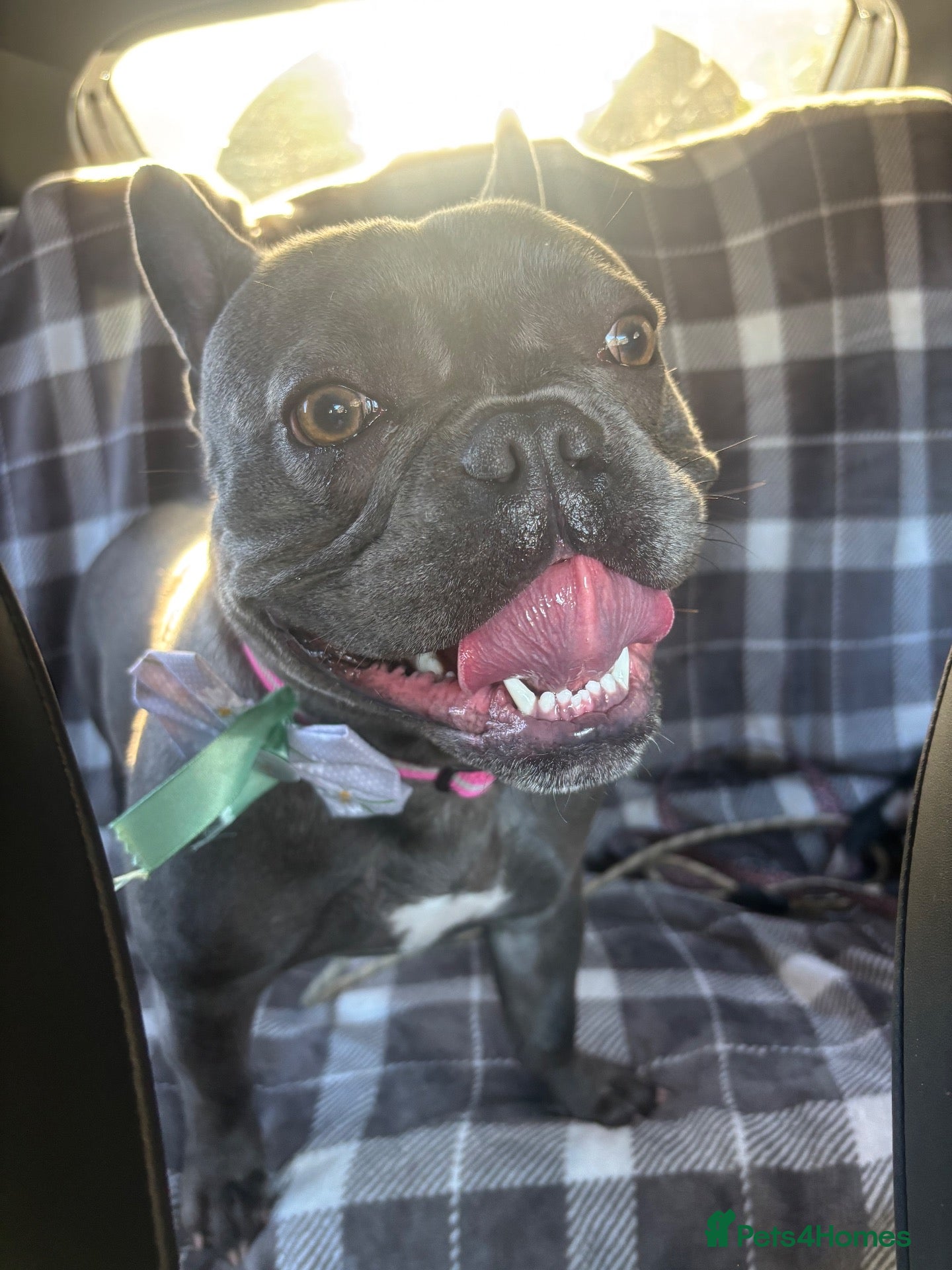 French Bulldog dogs Betty Boo Frenchie  - Advert 2
