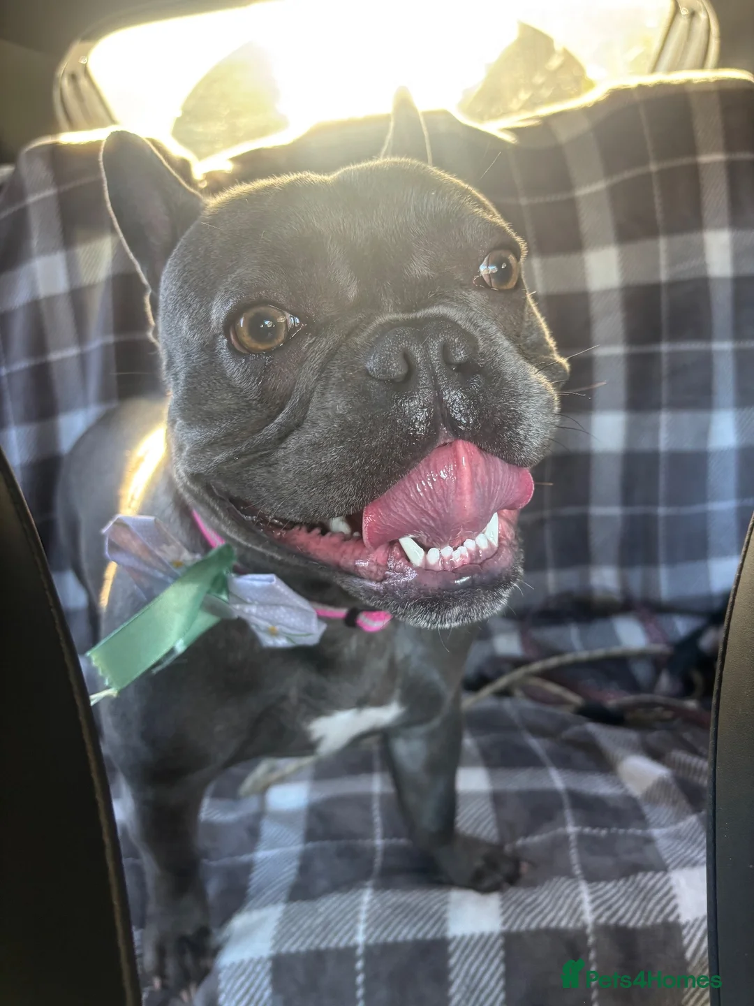 French Bulldog dogs for sale: Betty Boo Frenchie  in Huddersfield - Advert 1