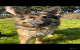 German Shepherd dogs for sale: Large KC registered black and gold male GSD - Image 1
