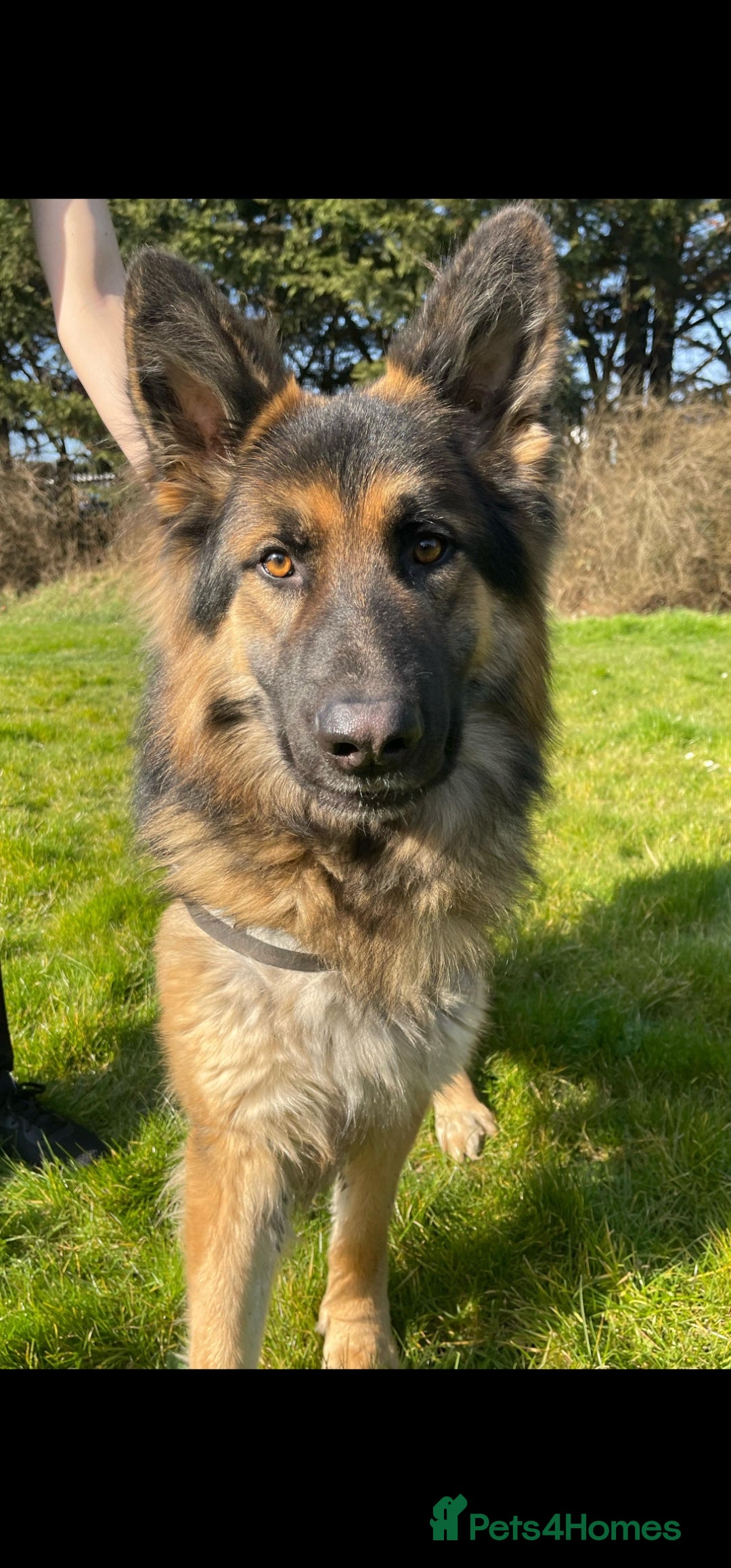 German Shepherd dogs for sale: Large KC registered black and gold male GSD - Image 1