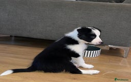 Border Collie dogs for sale: Beautiful sheepdog pups - Image 12