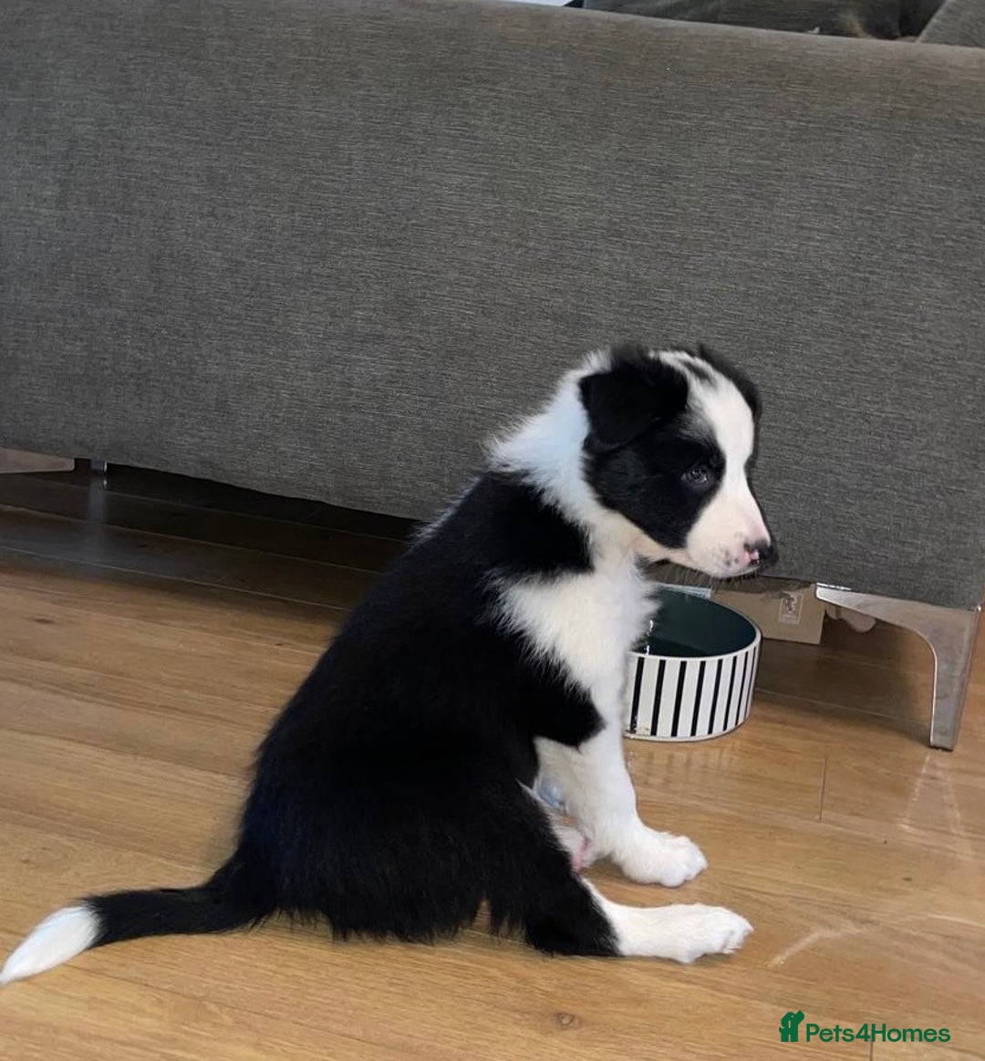 Border Collie dogs for sale: Beautiful sheepdog pups - Image 12