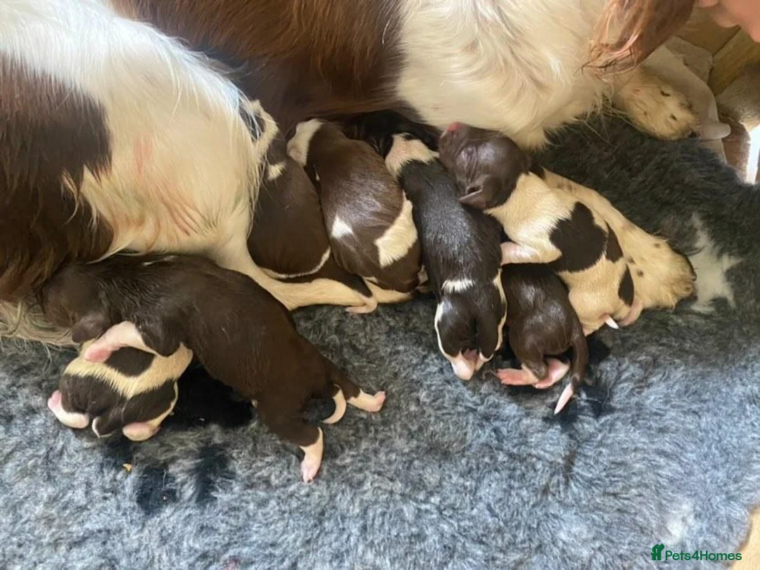 English Springer Spaniel dogs for stud: English Springer Spaniel Stud  in Derby - Advert 26