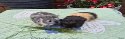 Guinea Pig rodents for sale: Baby Boy Guinea Pigs 1 Californian - Advert 3