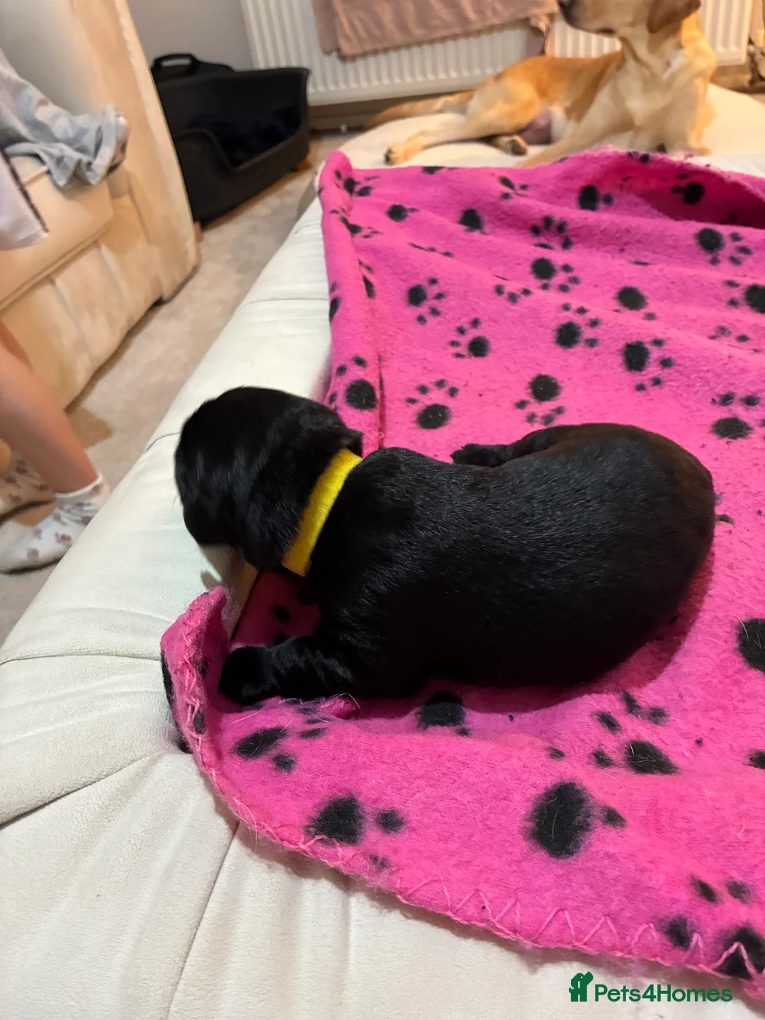 Labrador Retriever dogs for sale: KC RegisteredLabrador Puppies – Ready from 14/02 - Advert 9