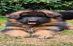 German Shepherd dogs for sale: Beautiful girl available  - Image 15