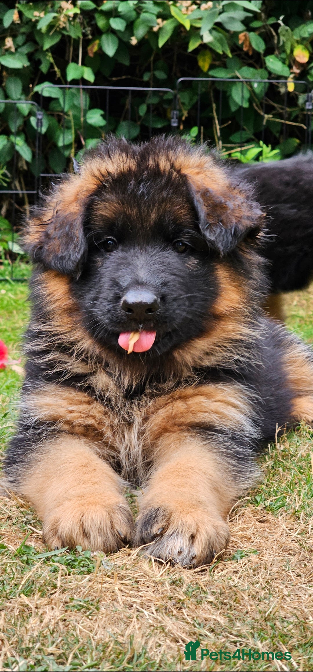 German Shepherd dogs for sale: Beautiful girl available  - Image 15